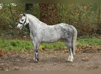 Kuc walijski sekcji A, Ogier, 3 lat, 122 cm, Siwa