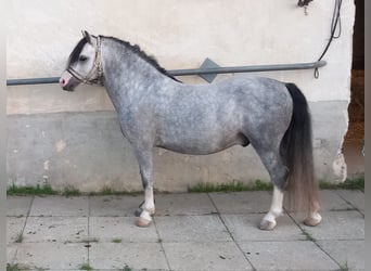 Kuc walijski sekcji A, Ogier, 4 lat, 112 cm, Siwa