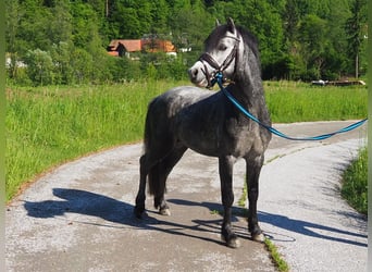 Kuc walijski sekcji A, Ogier, 4 lat, 115 cm, Siwa