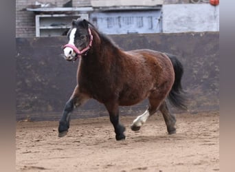 Kuc walijski sekcji A, Wałach, 10 lat, 114 cm, Gniada