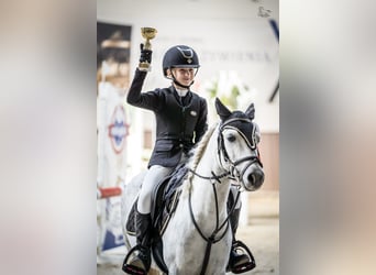 Kuc walijski sekcji A, Wałach, 11 lat, 123 cm, Siwa