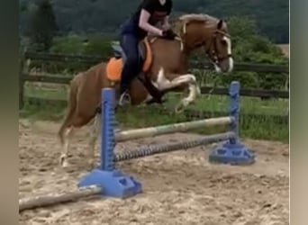 Kuc walijski sekcji A Mix, Wałach, 11 lat, 130 cm, Srokata