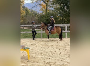 Kuc walijski sekcji A, Wałach, 13 lat, 120 cm, Bułana