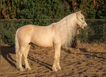Kuc walijski sekcji A, Wałach, 13 lat, 130 cm, Izabelowata