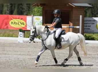 Kuc walijski sekcji A, Wałach, 15 lat, 110 cm, Siwa
