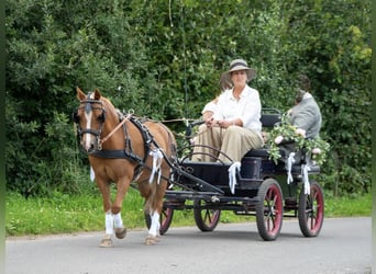 Kuc walijski sekcji A, Wałach, 17 lat, 125 cm, Kasztanowata