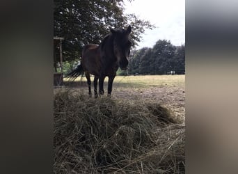 Kuc walijski sekcji A, Wałach, 18 lat, 119 cm, Kara