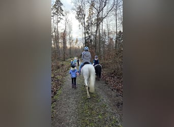 Kuc walijski sekcji A, Wałach, 18 lat, 125 cm