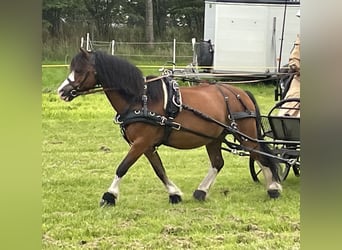 Kuc walijski sekcji A, Wałach, 21 lat, 115 cm, Gniada