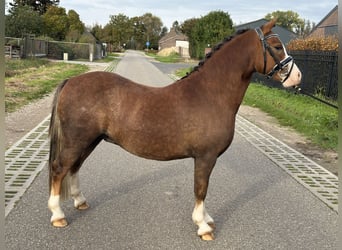 Kuc walijski sekcji A, Wałach, 2 lat, 123 cm, Kasztanowata