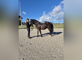 Kuc walijski sekcji A, Wałach, 2 lat, 125 cm, Ciemnogniada