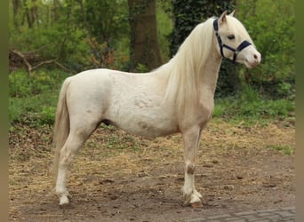 Kuc walijski sekcji A, Wałach, 3 lat, 110 cm, Izabelowata