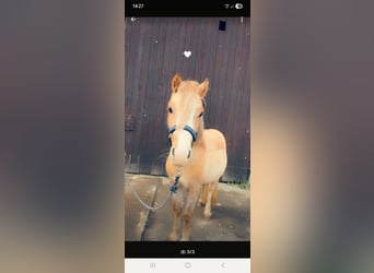 Kuc walijski sekcji A, Wałach, 3 lat, 115 cm, Kasztanowatodereszowata