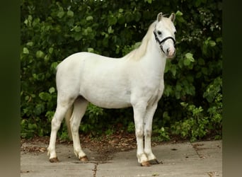 Kuc walijski sekcji A, Wałach, 3 lat, 116 cm, Siwa