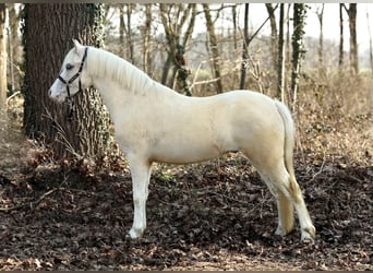 Kuc walijski sekcji A, Wałach, 3 lat, 118 cm, Izabelowata