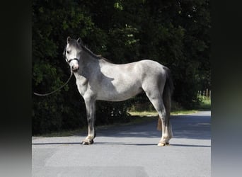 Kuc walijski sekcji A, Wałach, 3 lat, 118 cm, Siwa