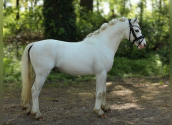 Kuc walijski sekcji A, Wałach, 3 lat, 120 cm, Siwa