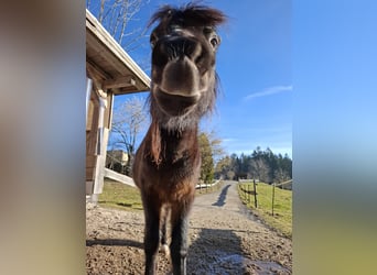 Kuc walijski sekcji A, Wałach, 4 lat, 104 cm, Ciemnogniada