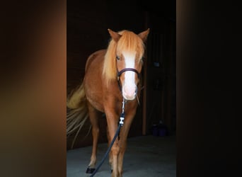 Kuc walijski sekcji A Mix, Wałach, 4 lat, 117 cm, Cisawa