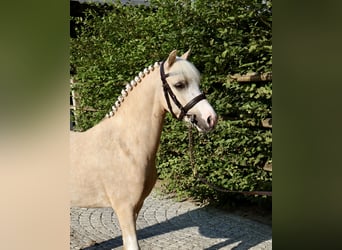 Kuc walijski sekcji A, Wałach, 4 lat, 117 cm, Izabelowata