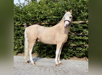Kuc walijski sekcji A, Wałach, 4 lat, 117 cm, Izabelowata