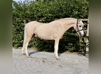 Kuc walijski sekcji A, Wałach, 4 lat, 117 cm, Izabelowata