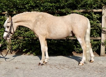 Kuc walijski sekcji A, Wałach, 4 lat, 117 cm, Izabelowata