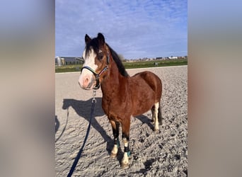 Kuc walijski sekcji A, Wałach, 4 lat, 118 cm, Izabelowata