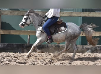 Kuc walijski sekcji A, Wałach, 4 lat, 120 cm, Siwa