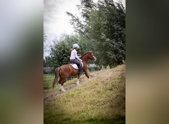 Kuc walijski sekcji A, Wałach, 5 lat, 120 cm