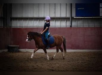 Kuc walijski sekcji A, Wałach, 5 lat, 120 cm