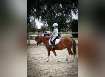 Kuc walijski sekcji A, Wałach, 5 lat, 120 cm