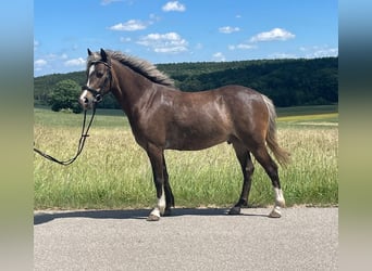 Kuc walijski sekcji A Mix, Wałach, 5 lat, 126 cm, Ciemnokasztanowata