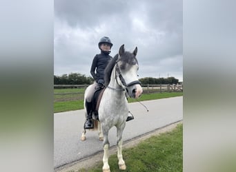 Kuc walijski sekcji A, Wałach, 6 lat, 119 cm, Siwa