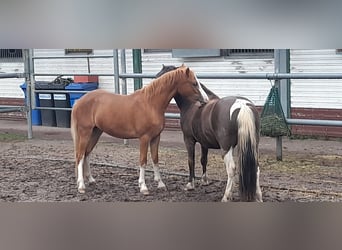 Kuc walijski sekcji A, Wałach, 6 lat, 120 cm, Kasztanowata