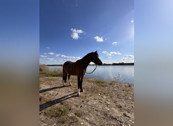 Kuc walijski sekcji A, Wałach, 7 lat, 115 cm, Gniada