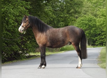 Kuc walijski sekcji A, Wałach, 7 lat, 120 cm, Gniada