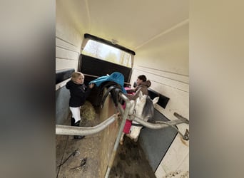 Kuc walijski sekcji A, Wałach, 7 lat, 125 cm, Siwa