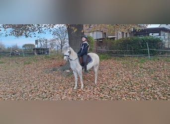 Kuc walijski sekcji A, Wałach, 7 lat, 128 cm, Siwa