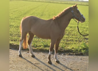 Kuc walijski sekcji A, Wałach, 8 lat, 115 cm, Cisawa