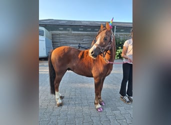 Kuc walijski sekcji A, Wałach, 8 lat, 117 cm, Kasztanowata