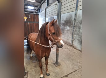 Kuc walijski sekcji A, Wałach, 8 lat, 117 cm, Kasztanowata