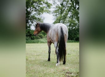 Kuc walijski sekcji A, Wałach, 8 lat, 122 cm, Gniadodereszowata