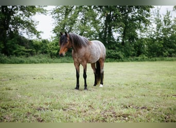 Kuc walijski sekcji A, Wałach, 8 lat, 122 cm, Gniadodereszowata