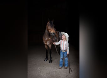 Kuc walijski sekcji A, Wałach, 8 lat, 122 cm, Gniadodereszowata
