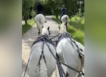 Kuc walijski sekcji A, Wałach, 10 lat, 115 cm, Siwa