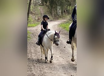 Kuc walijski sekcji A, Wałach, 10 lat, 115 cm, Siwa