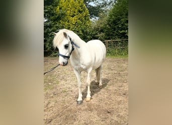 Kuc walijski sekcji A, Wałach, 11 lat, 111 cm, Siwa