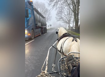 Kuc walijski sekcji A, Wałach, 12 lat, 116 cm, Siwa