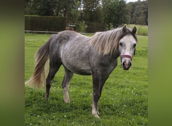 Kuc walijski sekcji A, Wałach, 2 lat, 110 cm, Stalowosiwy